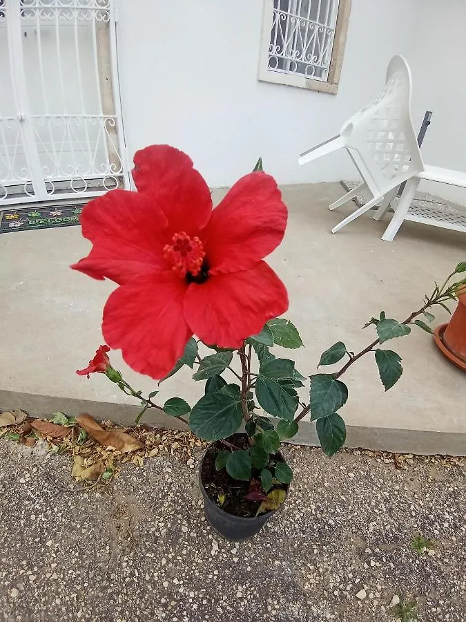 Hibiscus Siracusa Syracuse Italia
