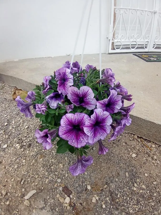 Hibiscus Siracusa Syracuse Apartment